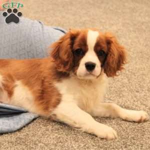 Clayton, Cavalier King Charles Spaniel Puppy