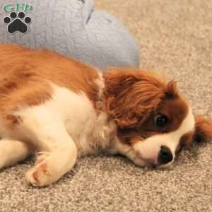 Clayton, Cavalier King Charles Spaniel Puppy