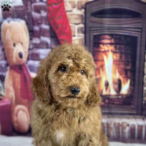 oscar, Mini Goldendoodle Puppy