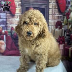 oscar, Mini Goldendoodle Puppy