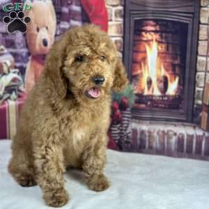 oscar, Mini Goldendoodle Puppy