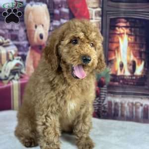 oscar, Mini Goldendoodle Puppy