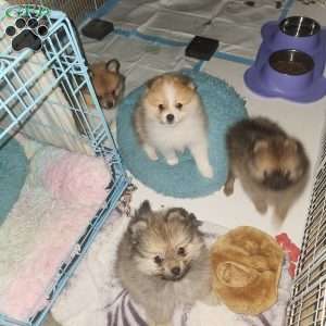 Prancer, Pomeranian Puppy