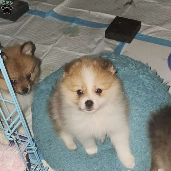 Prancer, Pomeranian Puppy