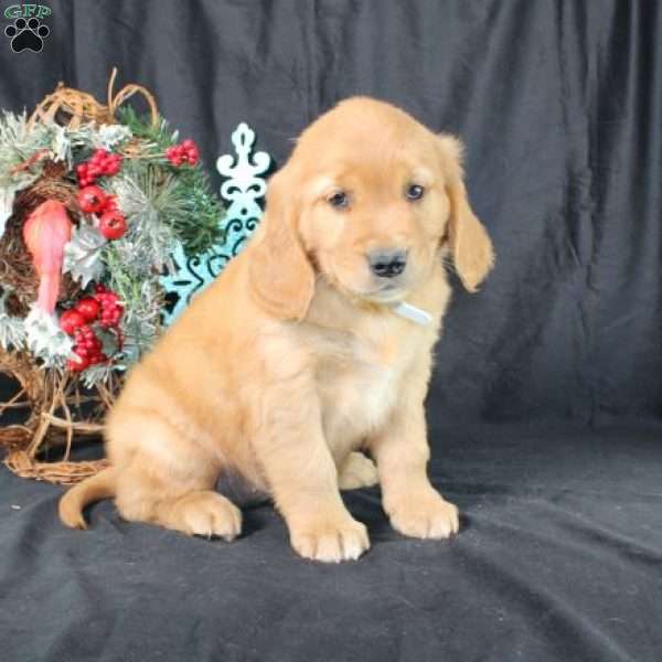 Penny, Miniature Golden Retriever Puppy