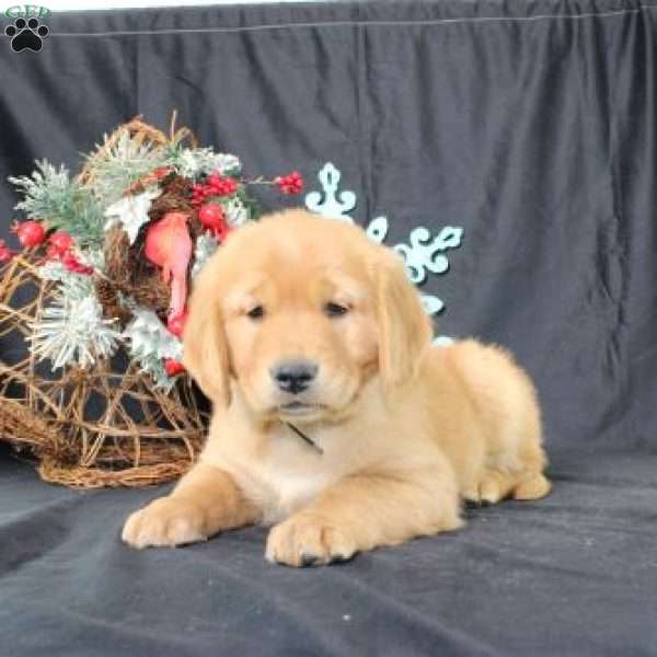 Pepper, Miniature Golden Retriever Puppy