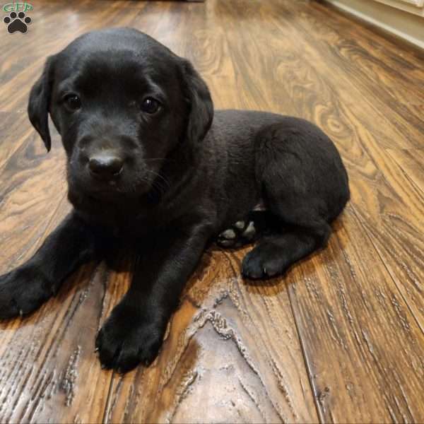 Sparkle, Black Labrador Retriever Puppy