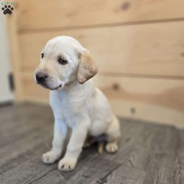 Vesper, Yellow Labrador Retriever Puppy