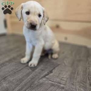 Vesper, Yellow Labrador Retriever Puppy