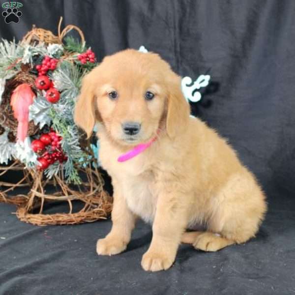 Precious, Miniature Golden Retriever Puppy