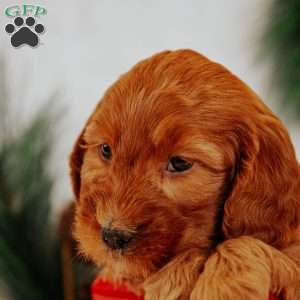 Prince, Mini Goldendoodle Puppy