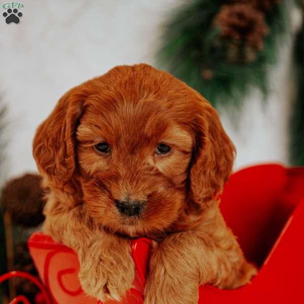 Prince, Mini Goldendoodle Puppy