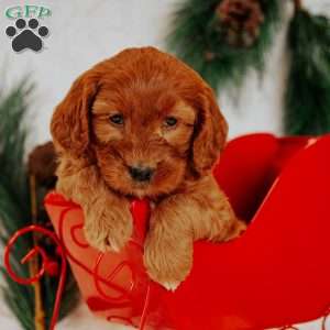 Prince, Mini Goldendoodle Puppy