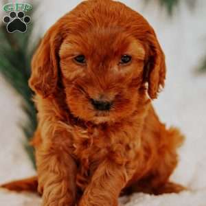 Prince, Mini Goldendoodle Puppy