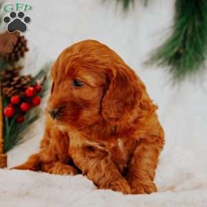 Prince, Mini Goldendoodle Puppy