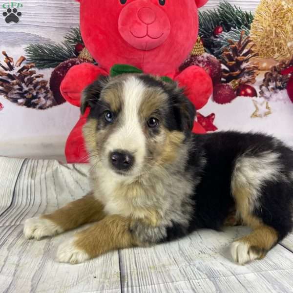 Jerome, Australian Shepherd Puppy