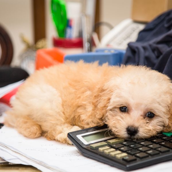 puppy lying on a calculator on a messy desk