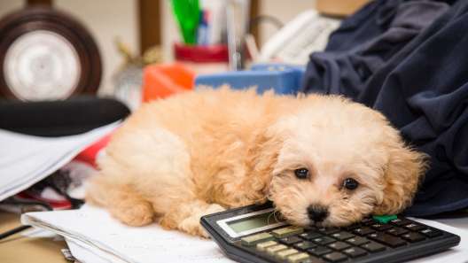 How Much Does it Cost to Own a Dog?