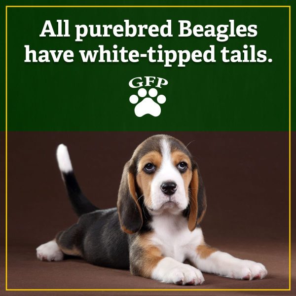 All purebred Beagles have white-tipped tails.