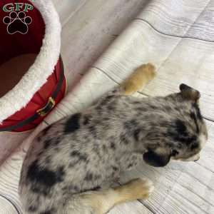 Jamin, Australian Shepherd Puppy