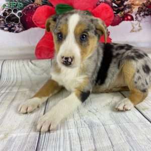 Jackson, Australian Shepherd Puppy