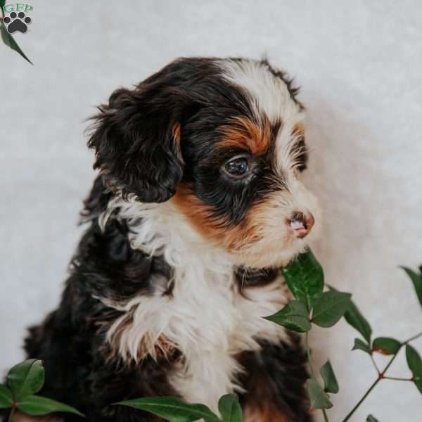 Rachelle, Mini Bernedoodle Puppy