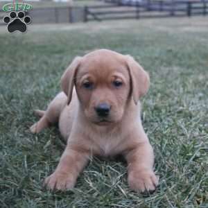 Rex, Fox Red Labrador Retriever Puppy