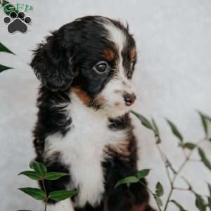 Ronny, Mini Bernedoodle Puppy