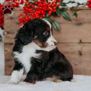 Ronny, Mini Bernedoodle Puppy