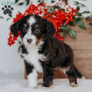 Ronny, Mini Bernedoodle Puppy