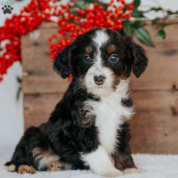 Ronny, Mini Bernedoodle Puppy