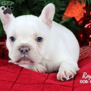 Royal, French Bulldog Puppy