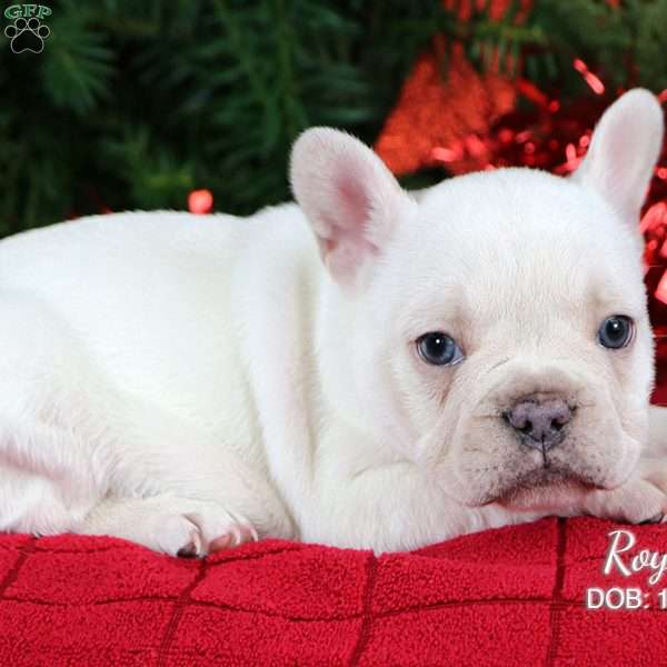 Royal, French Bulldog Puppy