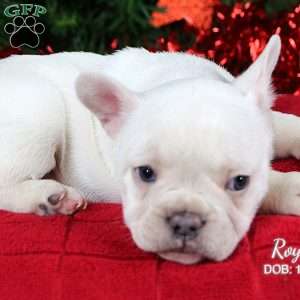 Royal, French Bulldog Puppy