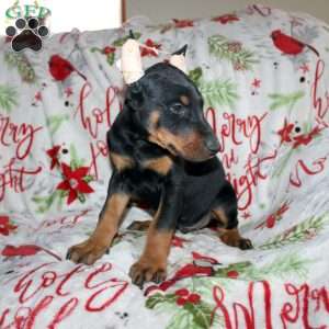 Rufus, Doberman Mix Puppy