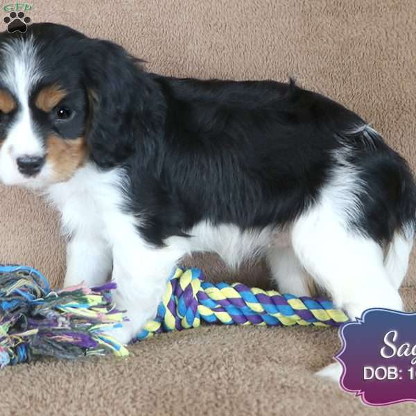 Sage, Cavalier King Charles Spaniel Puppy