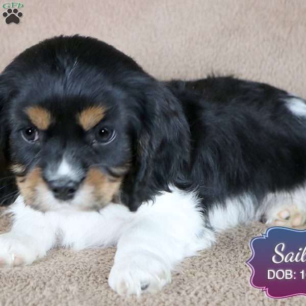 Sailor, Cavalier King Charles Spaniel Puppy