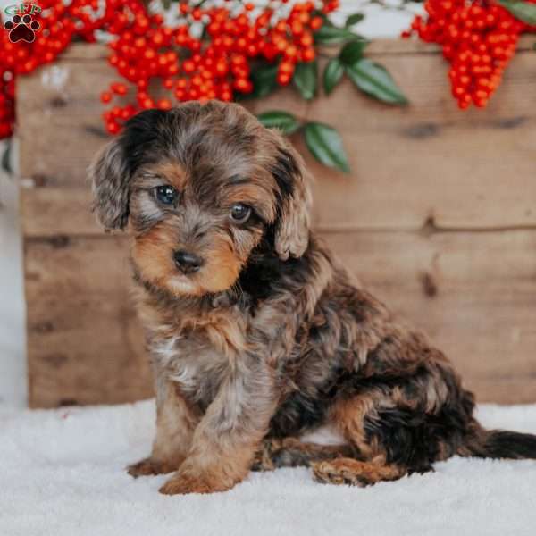 Sammy, Cavapoo Puppy