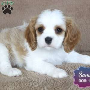 Sammy, Cavalier King Charles Spaniel Puppy