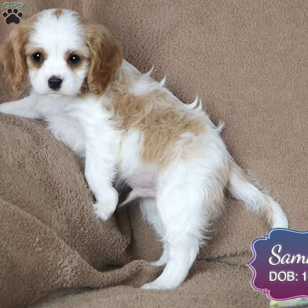 Sammy, Cavalier King Charles Spaniel Puppy