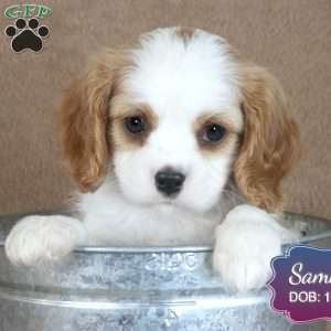 Sammy, Cavalier King Charles Spaniel Puppy