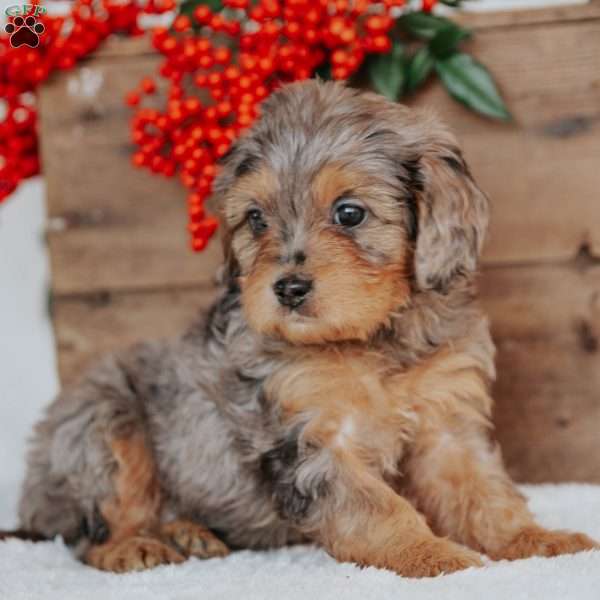 Sarah, Cavapoo Puppy