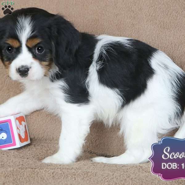 Scooter, Cavalier King Charles Spaniel Puppy