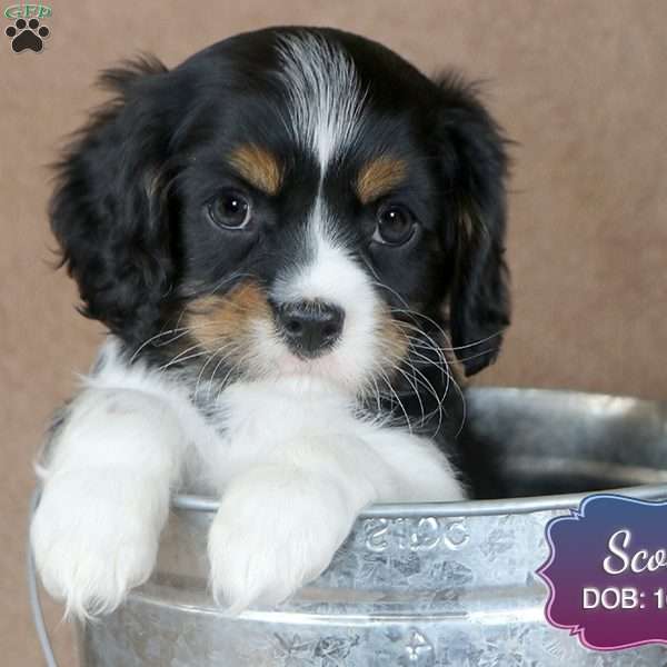 Scott, Cavalier King Charles Spaniel Puppy