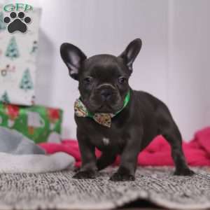 Shane, French Bulldog Puppy