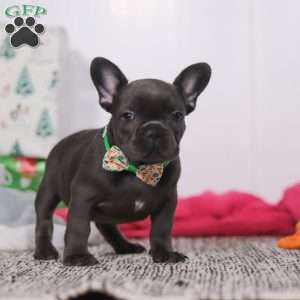 Shane, French Bulldog Puppy