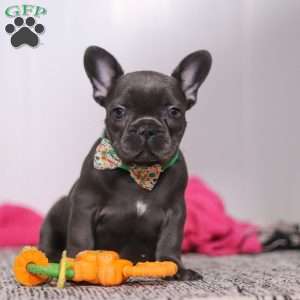 Shane, French Bulldog Puppy