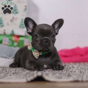 Shane, French Bulldog Puppy