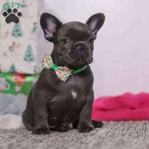 Shane, French Bulldog Puppy