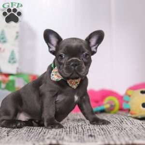 Shane, French Bulldog Puppy